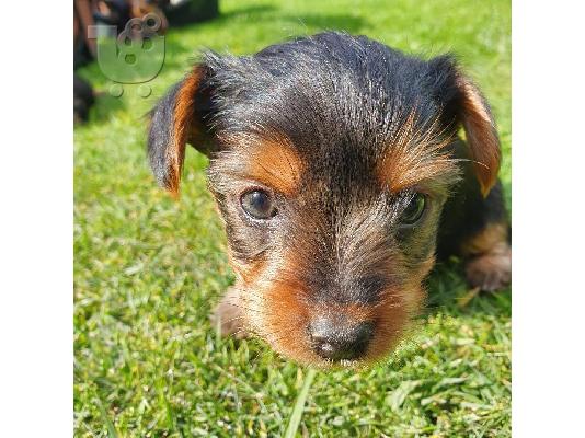 Μικρά κουτάβια Yorkie